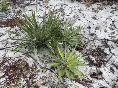 Yucca filamentosa, photographed by Judy Gallagher