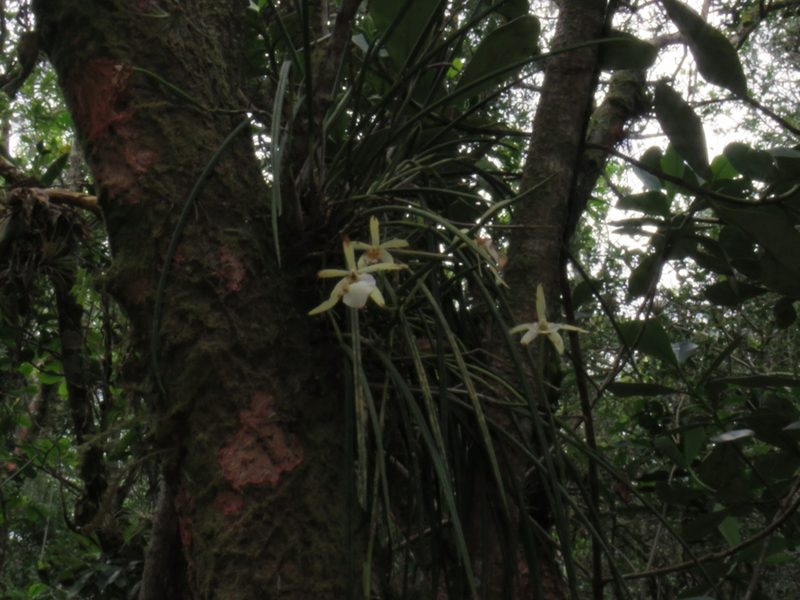 Brassavola tuberculata, photographed by Diego Dos Anjos Souza