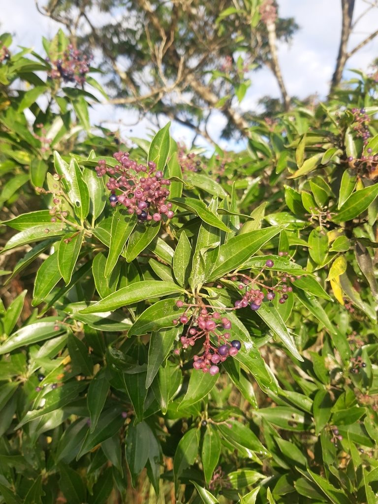 Miconia ligustroides, photographed by Diego Dos Anjos Souza
