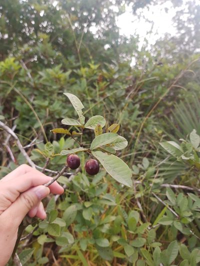 Vitex megapotamica, photographed by Diego Dos Anjos Souza