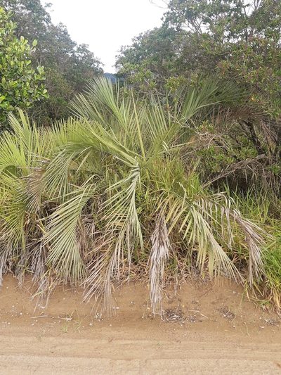 Butia catarinensis, photographed by Diego Dos Anjos Souza