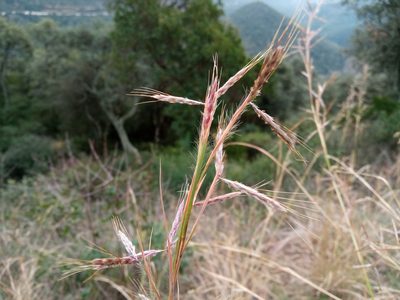 Hyparrhenia hirta, photographed by Josep Gesti