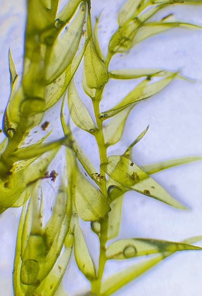 Hygroamblystegium humile, photographed by Jonathan Hughes