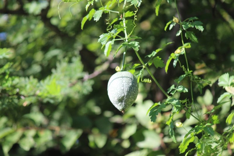 Momordica cardiospermoides, photographed by Noeleen du Toit