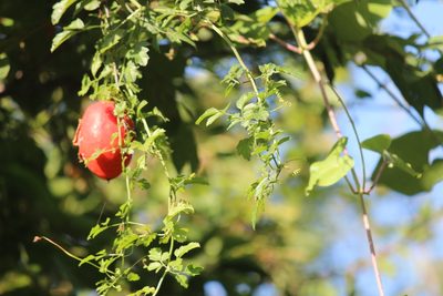 Momordica cardiospermoides, photographed by Noeleen du Toit