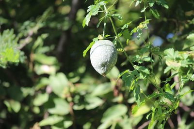 Momordica cardiospermoides, photographed by Noeleen du Toit