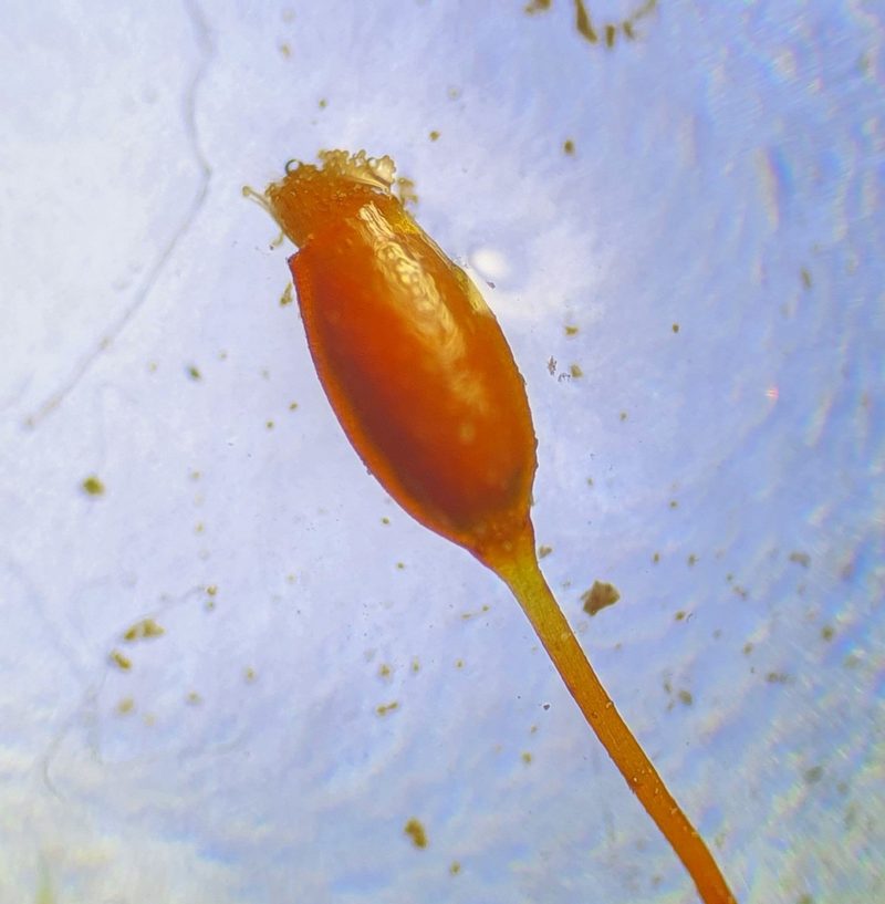 Tortula lindbergii, photographed by Jonathan Hughes