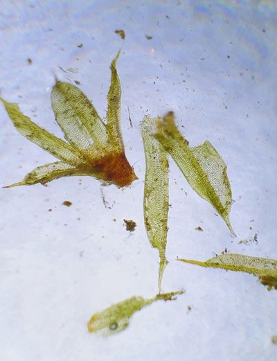 Tortula lindbergii, photographed by Jonathan Hughes