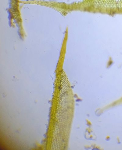Tortula lindbergii, photographed by Jonathan Hughes