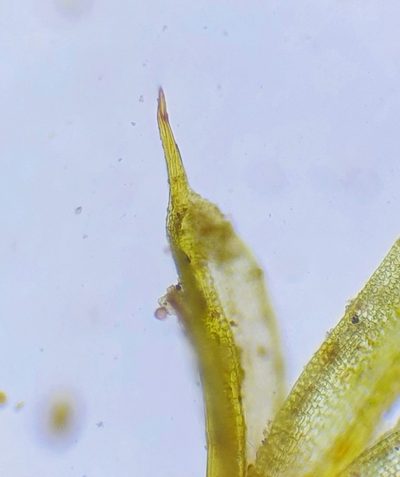 Tortula lindbergii, photographed by Jonathan Hughes