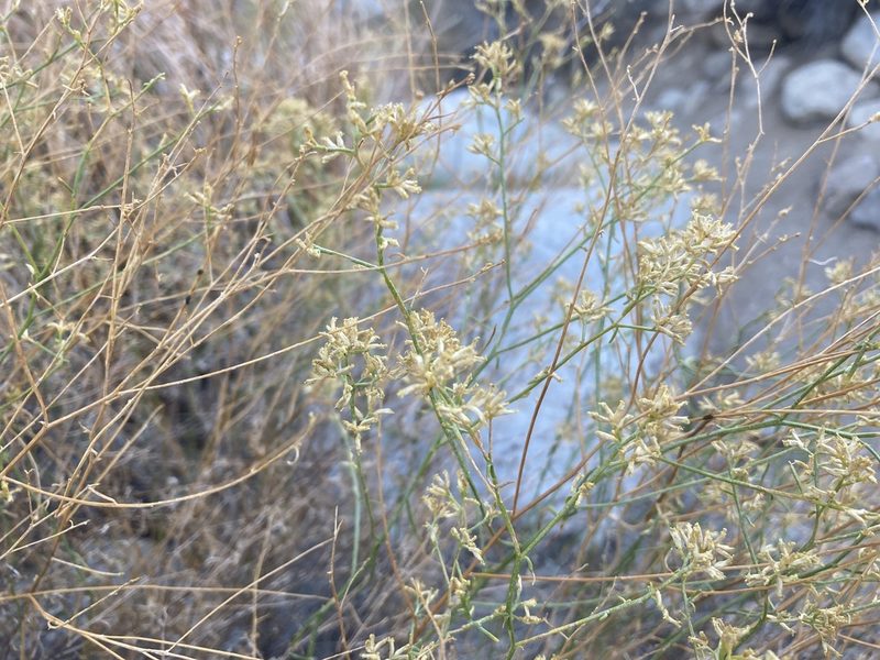 Gutierrezia microcephala, photographed by Caleb Catto