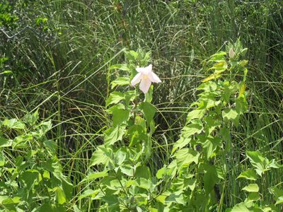 Hibiscus grandiflorus, photographed by alicia penney