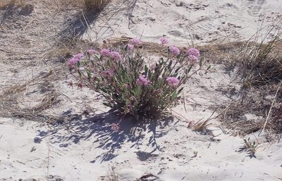 Abronia angustifolia, photographed by Mike Duran