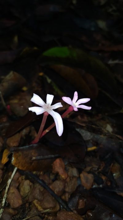 Voyria rosea, photographed by Guillaume Delaitre