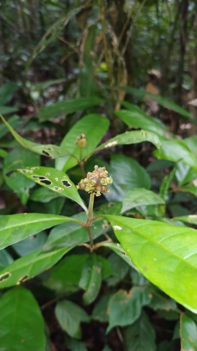 Eumachia guianensis, photographed by Guillaume Delaitre
