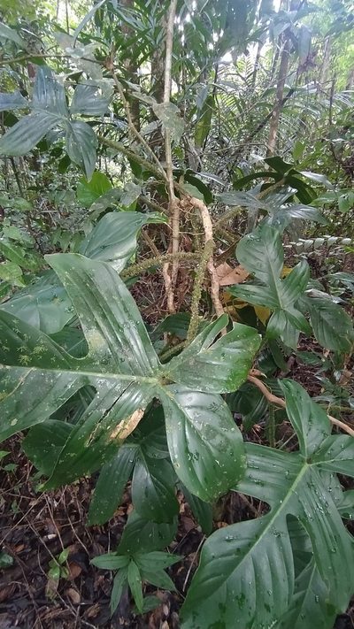 Philodendron squamiferum, photographed by Guillaume Delaitre
