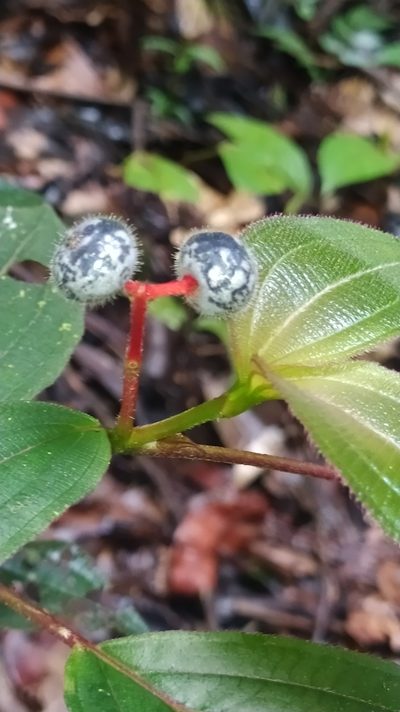 Miconia ceramicarpa, photographed by Guillaume Delaitre