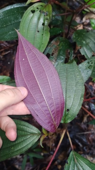 Miconia ceramicarpa, photographed by Guillaume Delaitre