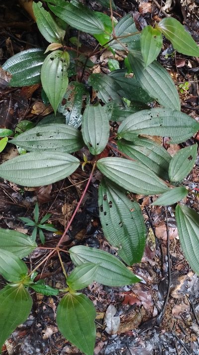 Miconia ceramicarpa, photographed by Guillaume Delaitre
