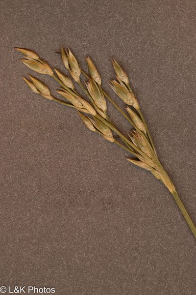 Juncus vaseyi, photographed by lallen