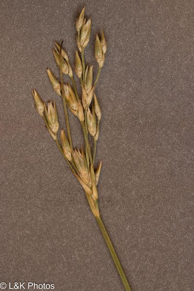 Juncus vaseyi, photographed by lallen
