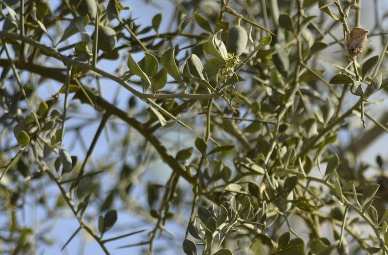 Balanites aegyptiaca, photographed by Karim Haddad