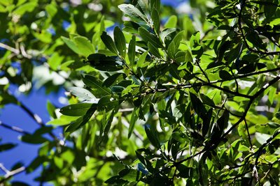 Laurus novocanariensis, photographed by Codrin Bucur