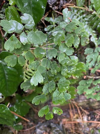 Adiantum andicola, photographed by Grete Pasch