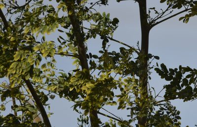 Moringa oleifera, photographed by Karim Haddad