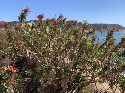 Lobelia excelsa, photographed by nitsuga74