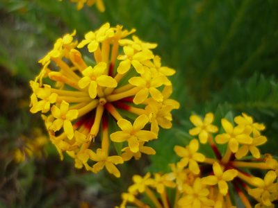 Stellera chamaejasme, photographed by Andreas Taeger