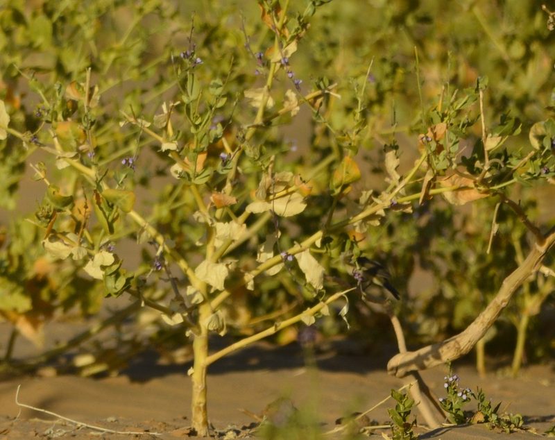 Schouwia purpurea, photographed by Karim Haddad