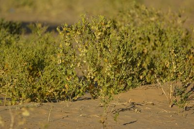 Schouwia purpurea, photographed by Karim Haddad