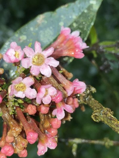 Rogiera cordata, photographed by Grete Pasch