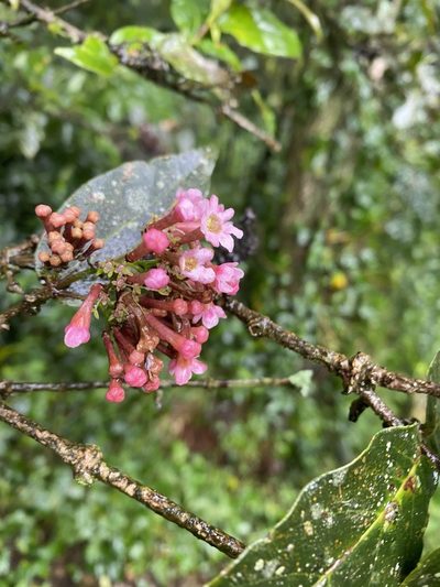 Rogiera cordata, photographed by Grete Pasch