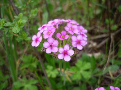 Androsace spinulifera, photographed by Andreas Taeger