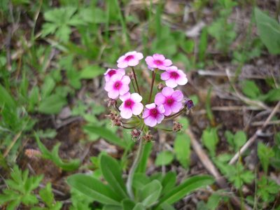 Androsace spinulifera, photographed by Andreas Taeger