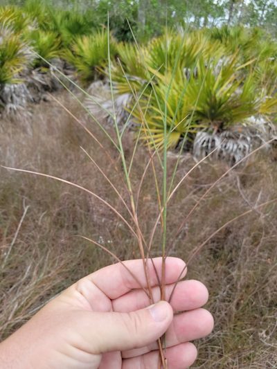 Schizachyrium rhizomatum, photographed by Jay Horn