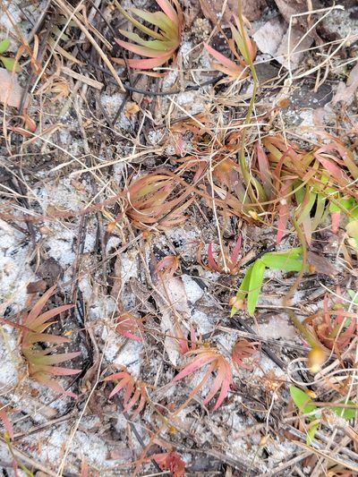 Xyris flabelliformis, photographed by Jay Horn
