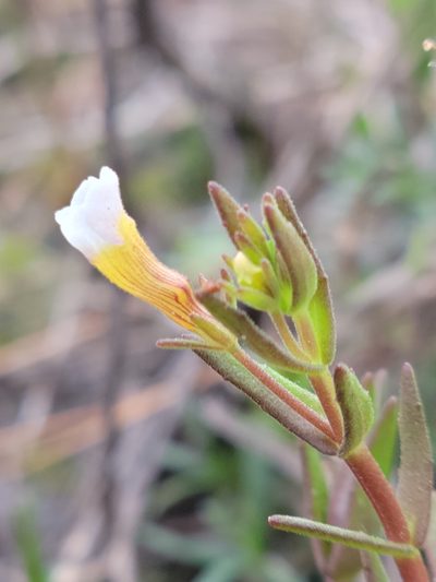 Gratiola ramosa, photographed by Jay Horn