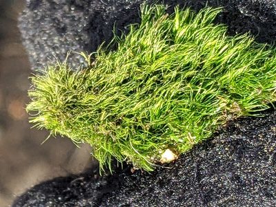 Dicranella heteromalla, photographed by Piermario Maculan
