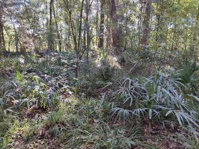 Rhapidophyllum hystrix, photographed by Scott Allen Davis