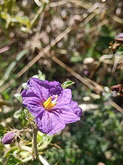 Solanum cinereum, photographed by Matthew Lincoln