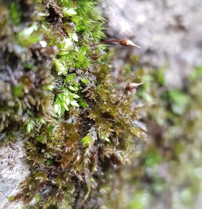 Rhynchostegium murale, photographed by Helen Waterman
