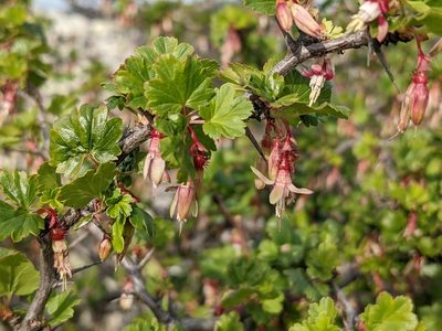Ribes californicum, photographed by Zoltán Stekkelpak