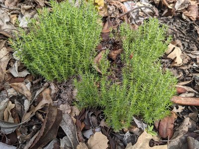 Galium andrewsii, photographed by Zoltán Stekkelpak