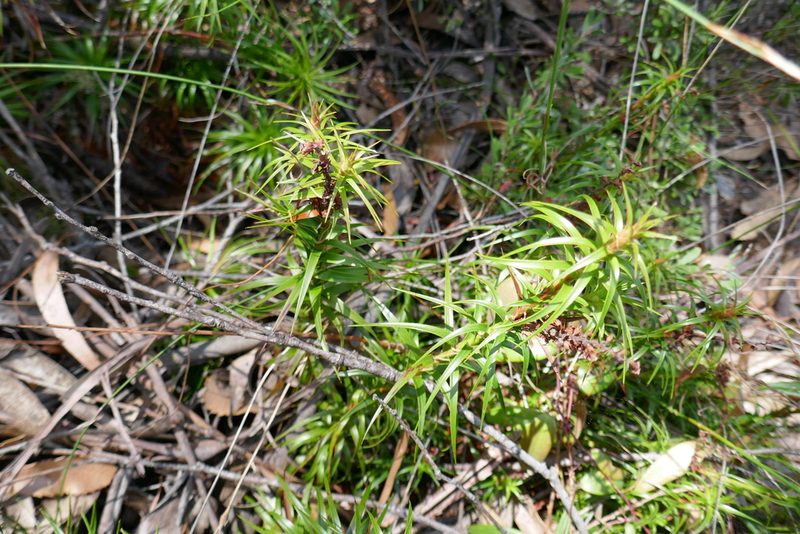 Dracophyllum secundum, photographed by Gary Williams