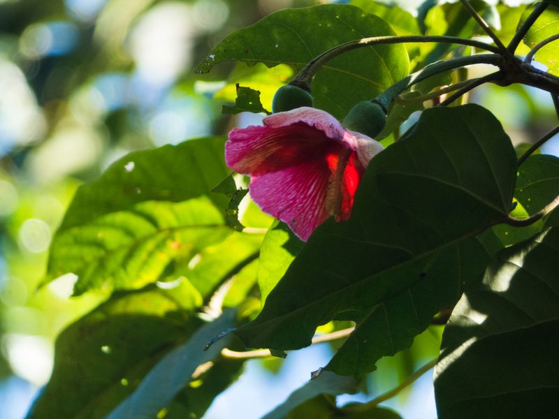 Thespesia grandiflora, photographed by Alina Martin