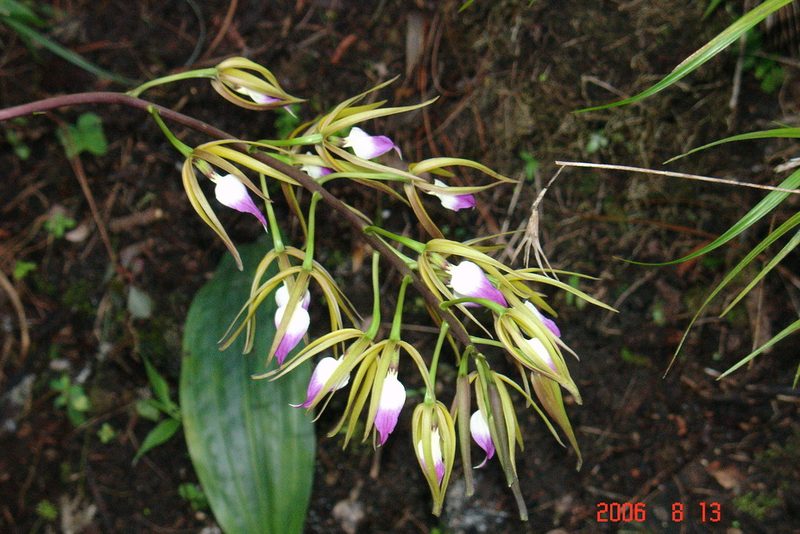 Prosthechea brassavolae, photographed by Alec McClay