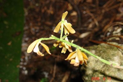 Epidendrum polyanthum, photographed by Alec McClay